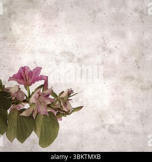 Fond de vieux papier texturé avec Bauhinia variegata, arbre d'orchidée Banque D'Images