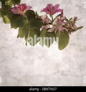 Fond de vieux papier texturé avec Bauhinia variegata, arbre d'orchidée Banque D'Images