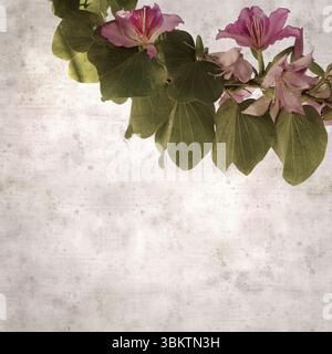 Fond de vieux papier texturé avec Bauhinia variegata, arbre d'orchidée Banque D'Images