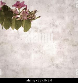 Fond de vieux papier texturé avec Bauhinia variegata, arbre d'orchidée Banque D'Images