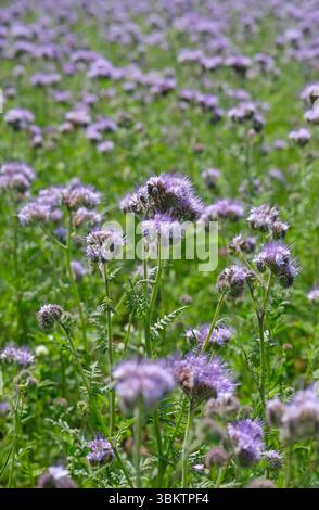 phacelia tanacetifolia crop, sheringham, nord du norfolk, angleterre Banque D'Images