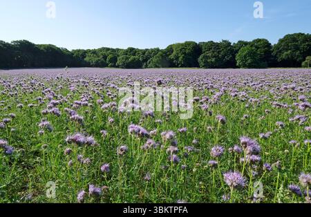 phacelia tanacetifolia crop, sheringham, nord du norfolk, angleterre Banque D'Images