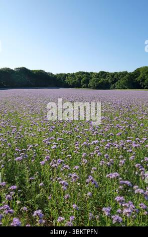 phacelia tanacetifolia crop, sheringham, nord du norfolk, angleterre Banque D'Images