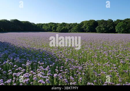 phacelia tanacetifolia crop, sheringham, nord du norfolk, angleterre Banque D'Images