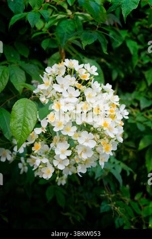 Un groupe de fleurs blanches grimpantes de Rose, photographiées sur un feuillage vert foncé Banque D'Images