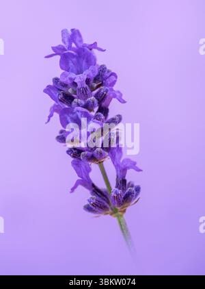 Une tige de fleur de lavande solitaire photographiée sur un fond violet Uni Banque D'Images