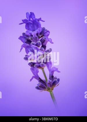 Une tige de fleur de lavande solitaire photographiée sur un fond violet Uni Banque D'Images