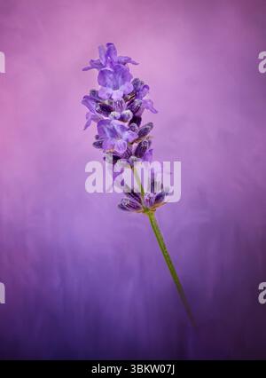 Une tige solitaire de fleur de lavande photographiée sur un fond violet tacheté Banque D'Images