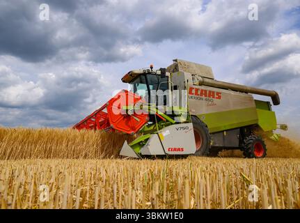 Petersdorf, Allemagne. 23 juin 2025. Un agriculteur récolte de l'orge avec sa moissonneuse-batteuse dans un champ du district d'Oder-Spree, dans l'est du Brandebourg. La récolte des céréales commence lentement dans les champs en Allemagne. Crédit : Patrick Pleul/dpa/Alamy Live News Banque D'Images