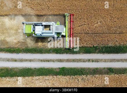 Petersdorf, Allemagne. 23 juin 2025. Un agriculteur récolte de l'orge avec sa moissonneuse-batteuse dans un champ du district d'Oder-Spree dans l'est du Brandebourg (vue aérienne avec un drone). La récolte des céréales commence lentement dans les champs en Allemagne. Crédit : Patrick Pleul/dpa/Alamy Live News Banque D'Images