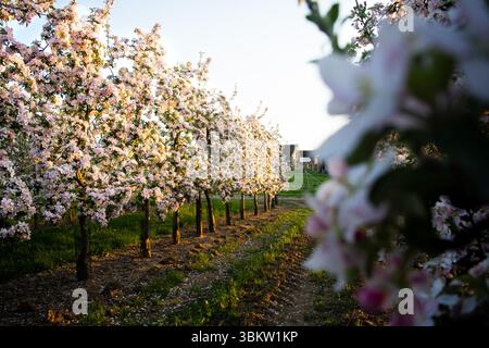 Rangées de pommiers ornées de délicates fleurs roses et blanches sous un ciel printanier lumineux. Banque D'Images