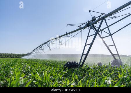 Système agricole d'irrigation à pivot sur champ de maïs Banque D'Images