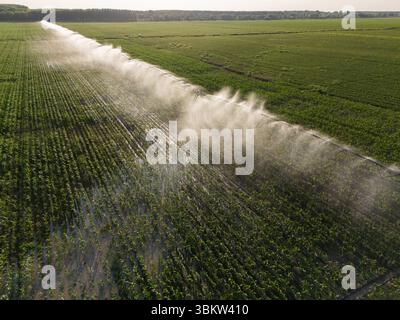 Vue aérienne du système d'irrigation à pivot d'arrosage agricole sur un champ de maïs au coucher du soleil Banque D'Images
