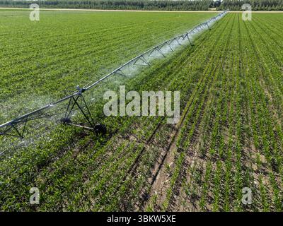 Vue aérienne d'un système d'irrigation à pivot d'arrosage agricole sur un champ de maïs Banque D'Images