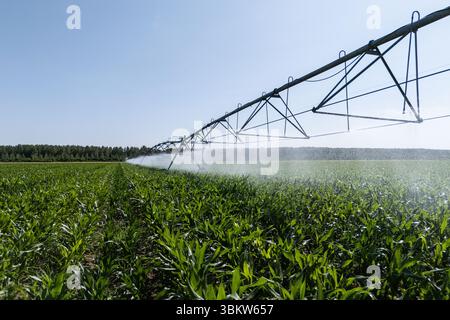 Système agricole d'irrigation à pivot sur champ de maïs Banque D'Images