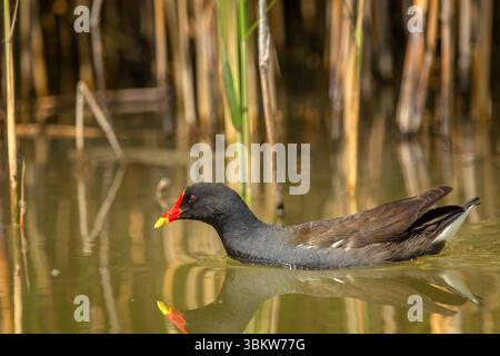 Moorhen commun nager dans l'eau d'un lac avec des roseaux, Stankow, Lubelskie, Pologne Banque D'Images