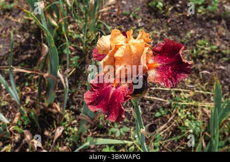 Fleurs décoratives d'iris brun jaune cerise en parterre de fleurs sur fond flou d'autres plantes. Iris variétaux hybrides, couleurs inhabituelles Banque D'Images