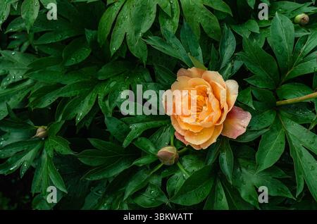 Pivoine crème fleurie moelleuse, semblable à la rose, sur le buisson avec des feuilles vertes. Un bourgeon de pivoine. Photo pour félicitations Banque D'Images