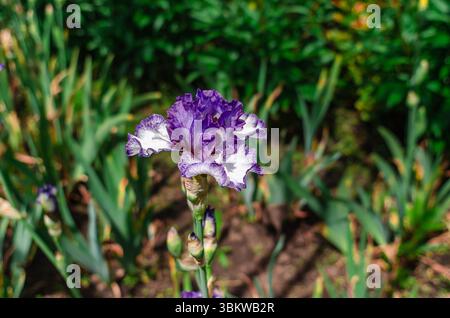Fleurs d'iris ornementales violettes et blanches dans le parterre de fleurs sur fond flou d'autres plantes. Iris variétaux hybrides, couleurs inhabituelles Banque D'Images