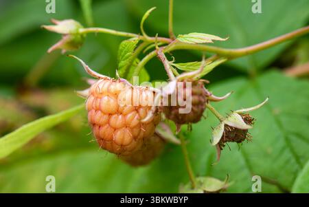 Vue rapprochée des fruits de framboise mûrissant sur la plante. Joli bokeh vert en arrière-plan. Banque D'Images