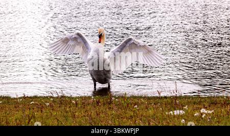 Dundee, Tayside, Écosse, Royaume-Uni. 23 juin 2025. Météo britannique : par une journée d’été venteuse, une famille de cygnes muets peut être vue à l’étang du parc rural de Clatto à Dundee, en Écosse. Crédit : Dundee Photographics/Alamy Live News Banque D'Images