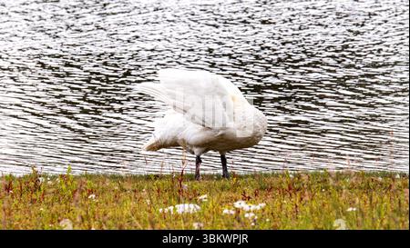 Dundee, Tayside, Écosse, Royaume-Uni. 23 juin 2025. Météo britannique : par une journée d’été venteuse, une famille de cygnes muets peut être vue à l’étang du parc rural de Clatto à Dundee, en Écosse. Crédit : Dundee Photographics/Alamy Live News Banque D'Images