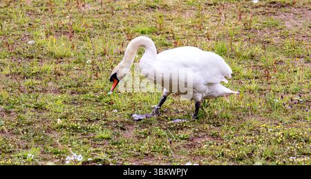Dundee, Tayside, Écosse, Royaume-Uni. 23 juin 2025. Météo britannique : par une journée d’été venteuse, une famille de cygnes muets peut être vue à l’étang du parc rural de Clatto à Dundee, en Écosse. Crédit : Dundee Photographics/Alamy Live News Banque D'Images