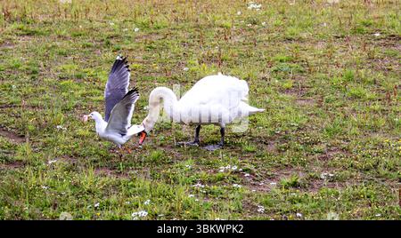 Dundee, Tayside, Écosse, Royaume-Uni. 23 juin 2025. Météo britannique : par une journée d’été venteuse, une famille de cygnes muets peut être vue à l’étang du parc rural de Clatto à Dundee, en Écosse. Crédit : Dundee Photographics/Alamy Live News Banque D'Images