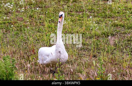 Dundee, Tayside, Écosse, Royaume-Uni. 23 juin 2025. Météo britannique : par une journée d’été venteuse, une famille de cygnes muets peut être vue à l’étang du parc rural de Clatto à Dundee, en Écosse. Crédit : Dundee Photographics/Alamy Live News Banque D'Images