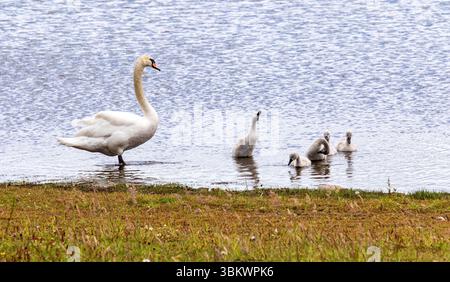 Dundee, Tayside, Écosse, Royaume-Uni. 23 juin 2025. Météo britannique : par une journée d’été venteuse, une famille de cygnes muets peut être vue à l’étang du parc rural de Clatto à Dundee, en Écosse. Crédit : Dundee Photographics/Alamy Live News Banque D'Images