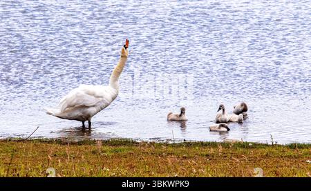 Dundee, Tayside, Écosse, Royaume-Uni. 23 juin 2025. Météo britannique : par une journée d’été venteuse, une famille de cygnes muets peut être vue à l’étang du parc rural de Clatto à Dundee, en Écosse. Crédit : Dundee Photographics/Alamy Live News Banque D'Images