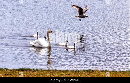 Dundee, Tayside, Écosse, Royaume-Uni. 23 juin 2025. Météo britannique : par une journée d’été venteuse, une famille de cygnes muets peut être vue à l’étang du parc rural de Clatto à Dundee, en Écosse. Crédit : Dundee Photographics/Alamy Live News Banque D'Images