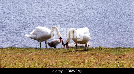 Dundee, Tayside, Écosse, Royaume-Uni. 23 juin 2025. Météo britannique : par une journée d’été venteuse, une famille de cygnes muets peut être vue à l’étang du parc rural de Clatto à Dundee, en Écosse. Crédit : Dundee Photographics/Alamy Live News Banque D'Images
