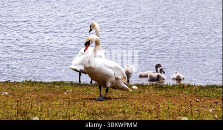 Dundee, Tayside, Écosse, Royaume-Uni. 23 juin 2025. Météo britannique : par une journée d’été venteuse, une famille de cygnes muets peut être vue à l’étang du parc rural de Clatto à Dundee, en Écosse. Crédit : Dundee Photographics/Alamy Live News Banque D'Images
