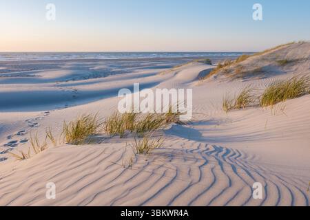 La lumière dorée jette une lueur chaude sur les dunes douces de Vejers Strand, au Danemark. Les herbes délicates balancent doucement dans la brise, tandis que le son rythmé des vagues remplit l'atmosphère tranquille. Banque D'Images