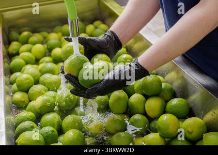 Travailleur lavant des citrons verts frais dans une cuisine commerciale pour la sécurité alimentaire et l'hygiène dans l'industrie de transformation des agrumes Banque D'Images