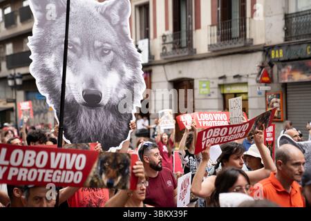 Les manifestants tiennent des banderoles avec le slogan « Lobo vivo y protegido » (« loup vivant et protégé ») alors que des milliers de personnes, dont certaines portant une immense statue de loup, défilent dans les rues du centre de Madrid, en Espagne, pour exiger le rétablissement de la protection juridique du loup ibérique. Organisée par près de deux cents organisations, la manifestation réclamait le rétablissement du statut de protection spéciale du loup ibérique, abrogé par le Congrès le 20 mars 2025 et considéré par les organisations environnementales comme un revers sans précédent dans les politiques de conservation de cette espèce emblématique. Banque D'Images