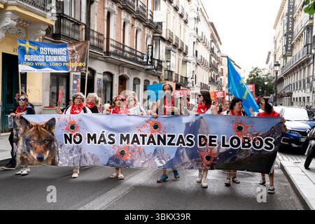Les manifestants tiennent une banderole avec le slogan « No más matanzas de lobos » (« plus de meurtres de loups ») alors que des milliers de personnes défilent dans les rues du centre de Madrid, en Espagne, pour réclamer le rétablissement de la protection légale pour le loup ibérique. Organisée par près de deux cents organisations, la manifestation réclamait le rétablissement du statut de protection spéciale du loup ibérique, abrogé par le Congrès le 20 mars 2025 et considéré par les organisations environnementales comme un revers sans précédent dans les politiques de conservation de cette espèce emblématique. Banque D'Images