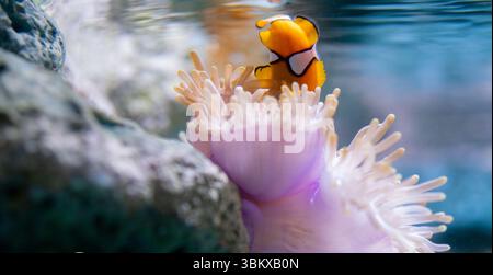 Poisson-clown orange vif nageant parmi les anémones marines vives dans un environnement de récif corallien serein mettant en valeur la beauté de la vie marine, tropicale sous-marine Banque D'Images