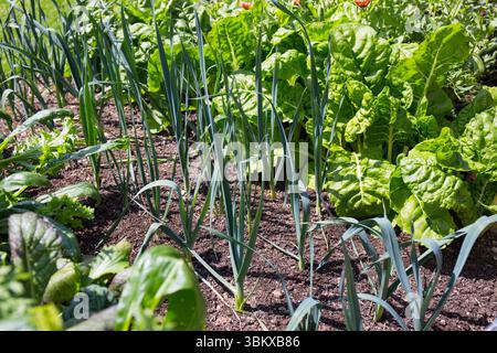 Légumes biologiques cultivés à la maison, y compris les cardes suisses, les poireaux et la laitue, poussant dans un petit potager anglais. Banque D'Images