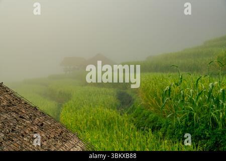 Paysage rural couvert de brume avec des terrasses verdoyantes de riz. Moment de campagne tranquille où la nature, le climat et la sérénité se mélangent magnifiquement. Banque D'Images