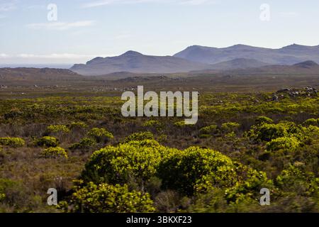 Vue sur les broussailles de fynbos sur la péninsule du Cap, avec les montagnes du Cap montantes brumeuses au loin Banque D'Images