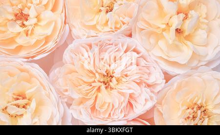 Roses anglaises douces de couleur pêche avec des pétales superposés disposés étroitement, créant un motif floral romantique et délicat. Banque D'Images