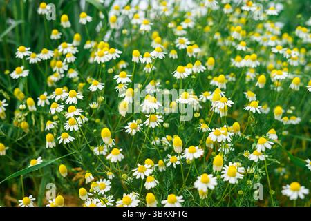 Petites marguerites de champ. Camomille pharmaceutique pour thé à la camomille. Plante médicinale. Pâquerettes de champ florissantes dans le champ Banque D'Images