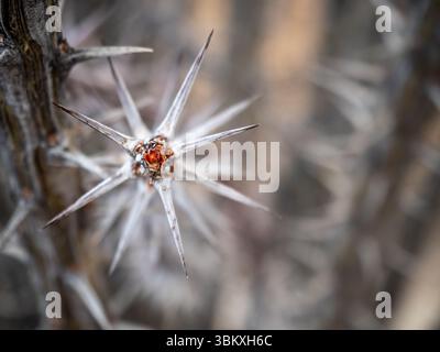 Un gros plan capture les détails complexes d'une plante épineuse, mettant en valeur ses épines pointues et sa structure unique. Banque D'Images