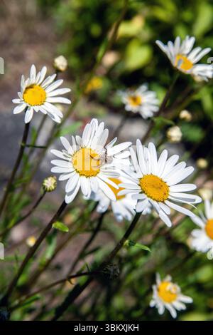 Close-up de marguerites Banque D'Images