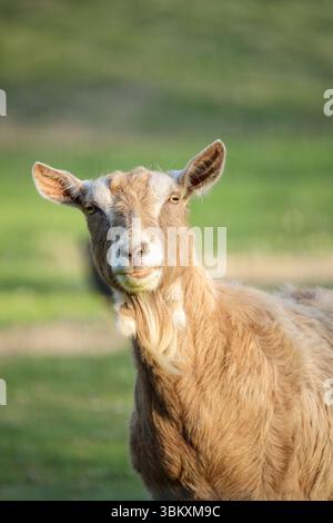 Vue directe d'une chèvre brun clair debout sur une herbe printanière luxuriante en Hollande du Sud, pays-Bas, capturée à la lumière du jour Banque D'Images