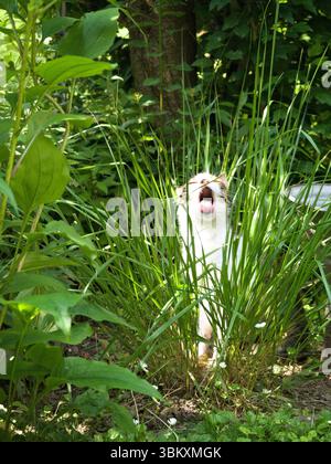 Chat tricolore assis dans de hautes herbes et mâchant une lame, bouche grande ouverte en mi-action, entouré d'une végétation verte vif par une journée ensoleillée. Banque D'Images