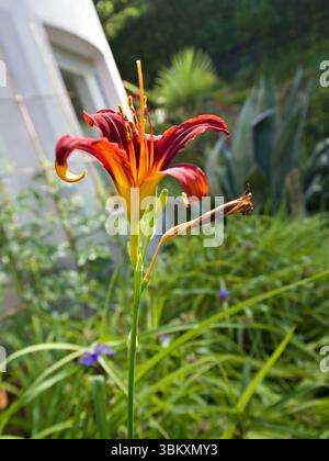 Gros plan de nénuphars rouges foncés dans un jardin, encadrés par un feuillage vert frais et une lumière naturelle. Banque D'Images