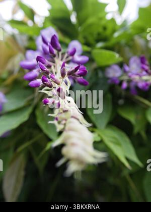 Gros plan de fleur de wisteria avec des bourgeons supérieurs en fleurs et des bourgeons inférieurs verts et fermés, encadrés par une douce verdure. Banque D'Images